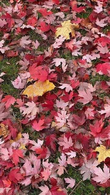 カナダの紅葉