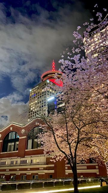 バンクーバーの桜